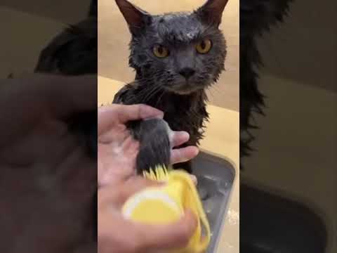 😹Cats Doing Cat Things😹 (9)