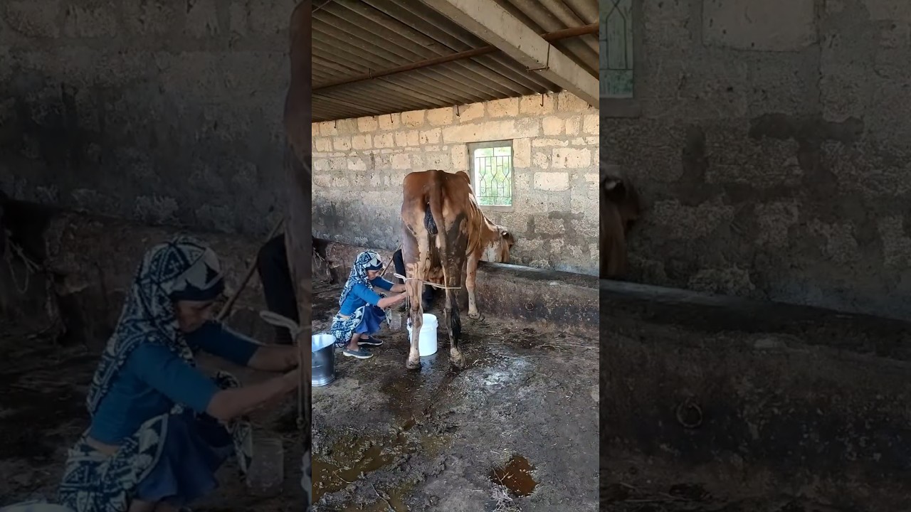 Order Video