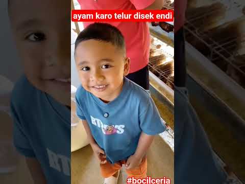 Konsumsi telor berkualitas #shortsvideo#hiburansegar