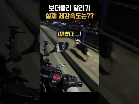 실제로본 보더콜리 체감속도