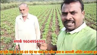 23 दिवसाचा बटाटा प्लॉट #indianroyalfarmer #agriculture #maltiplier