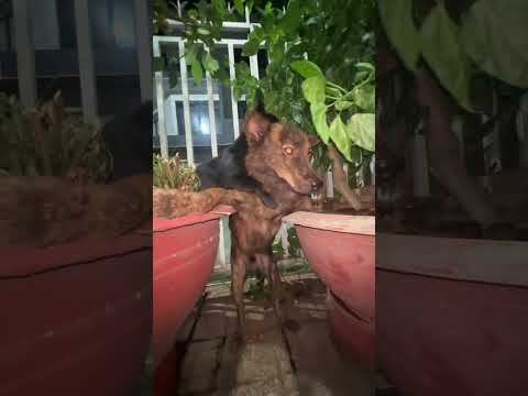 Cõng bạn chạy trốn #shortvide