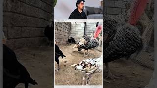 Turkey birds dinosaur ban gea shehr main dihat