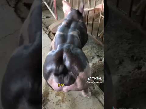 Cual es la mejor raza de cerdos para engordar?