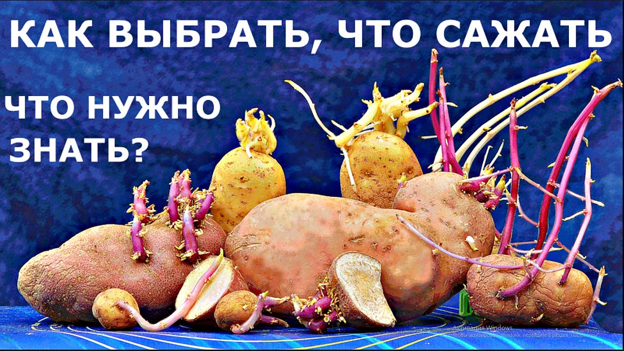 Способы подготовки картофеля к посадке для высокого урожая