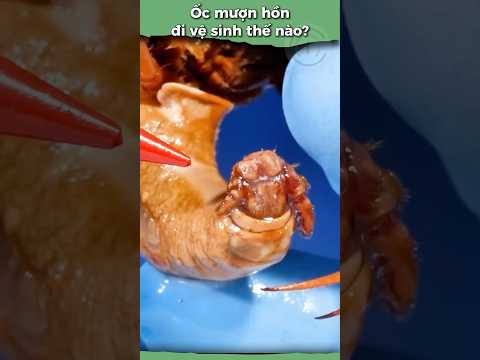 Ốc mượn hồn tè bằng… mặt? Sự thật sốc chưa biết | Cua ẩn sĩ