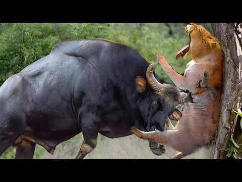 One in a Billion Animals Moments, Caught On Camera !