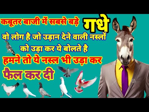 Kabutar Baji me Sabse Bade Gadhe Log