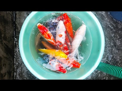 Aquarium fish tank water cleaning Udupi Mangalore Karnataka aquarium fish 🐠 redtail catfish growth