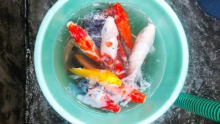 Aquarium fish tank water cleaning Udupi Mangalore Karnataka aquarium fish 🐠 redtail catfish growth