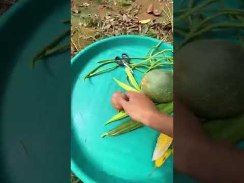 Panen buah di kebun belakang rumah woii seru banget🥰