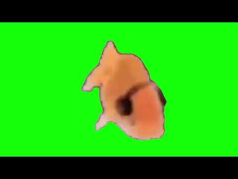 Goldfish With Headphones Dancing | Green Screen