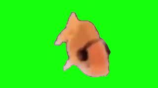 Goldfish With Headphones Dancing | Green Screen