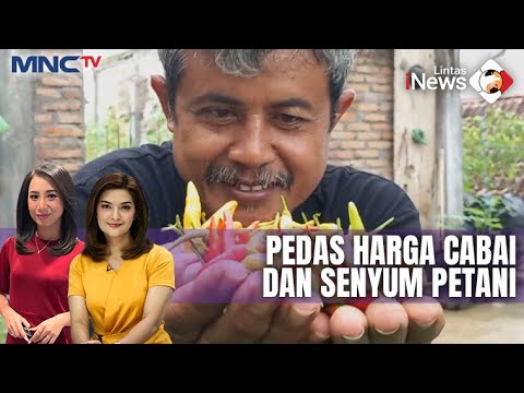 Harga Naik, Petani Kota Budidaya Tanam Cabai - LIP 11/01