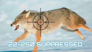 The Return of Winter Coyote Hunting || Eighty Shots of High Precision #wolf #coyote #hunting