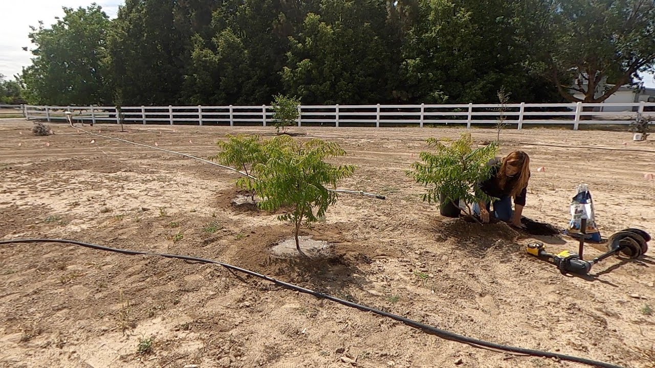 Planting Sumacs and Elderberries!
