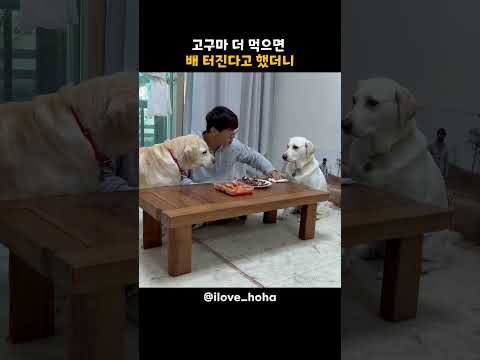 더 먹으면 배 터진다니까 리트리버 반응 l 겨울에 즐기는 따끈한 고구마의 맛을 알아버린 리트리버