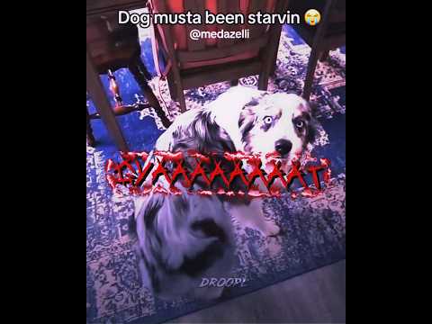 Dog doin the thug shake 😭😭 #medazelli #edit