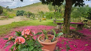MUDAS NOVAS E LINDAS FLORES DESENVOLVENDO EM NOSSO JARDIM.