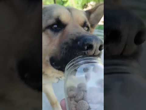 Una nueva oportunidad ❤️ via; juanda te escucha #pet #dog #perro #pets