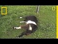 Understanding Myotonic Goats