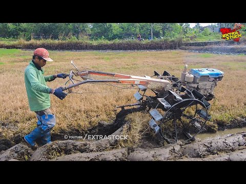Traktor Sawah Garap Lahan Penuh Rumput Tebal Seperti Lapangan