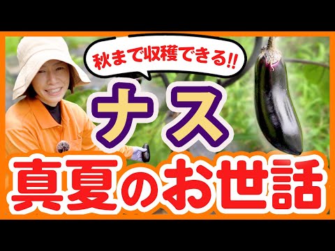 秋まで収穫できる！真夏のナスのお世話【農園ライフ】
