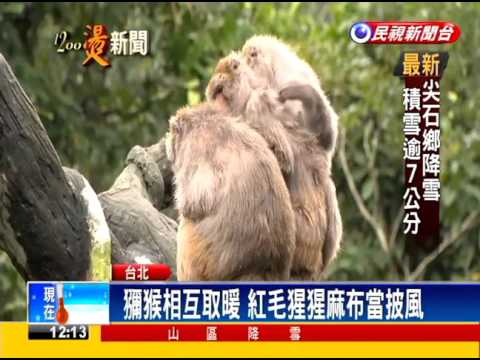 2016寒流－霸王寒流發威 木柵動物園防寒總動員－民視新聞 - YouTube(2分07秒)