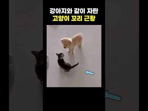 개냥이 판독하는 방법이라는데 너무 졸귀임! #고양이 #cat