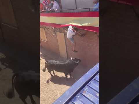 JUEGA CON EL TORO DESDE EL BALCON