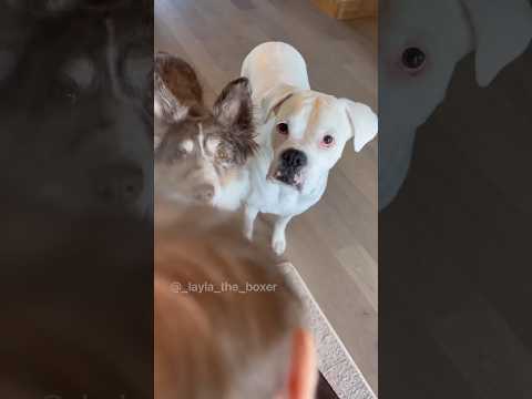 When your sister eats a snack 😅🍼 #dogskit #dogsandbabies #funnydogs