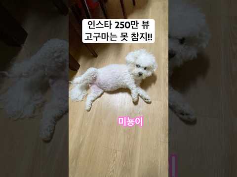 인스타그램 300만뷰(고구마는 못 참지) #비숑 #천재견 #shorts