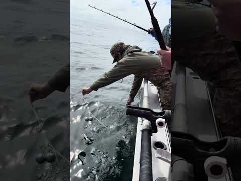 Shoot em first. #108lb #halibut #shooter #hunting #firstday #bigfish #fishing #alaska #alaskafishing