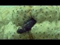 Exploring the Pearlfish and Sea Cucumber Relationship