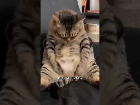 Cats getting muscular 💪