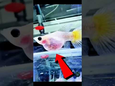 One Giant Baby Fish Stopped the Birth 😳🐟 #tamilshorts #shortfeed