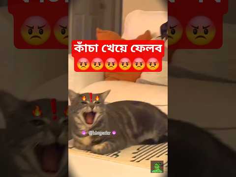 ভাইরাল কুদ্দুস ll kuddus ll #shorts #blogsrkr #cat