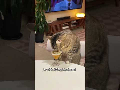 Which one is most like a human? #cat #cats #funnycats #cute #tiktok #fyp #kitten #kitty