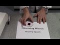 Mitosis Observation and Staining Techniques