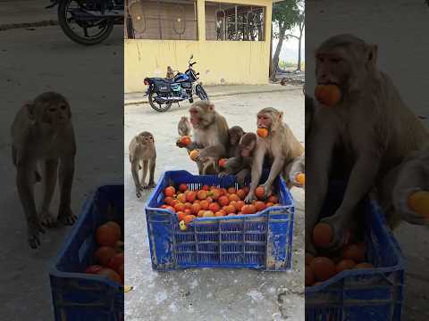 Aha tamatar Bade mazedaar 🍅🐒 trending song #bandar #monkeyvideo #monkey 01878