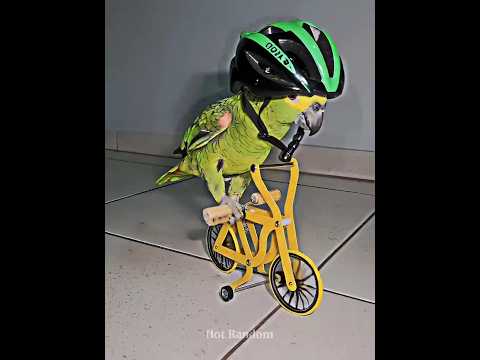 Others Bike Tricks vs Last One 🤯