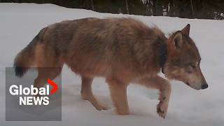 YouTube video thumbnail: Debate Grows Over B.C.'s Controversial Wolf Cull Initiative