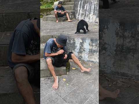 Sky anak siamang pintar #pecintasatwa #monkey #wisataalam