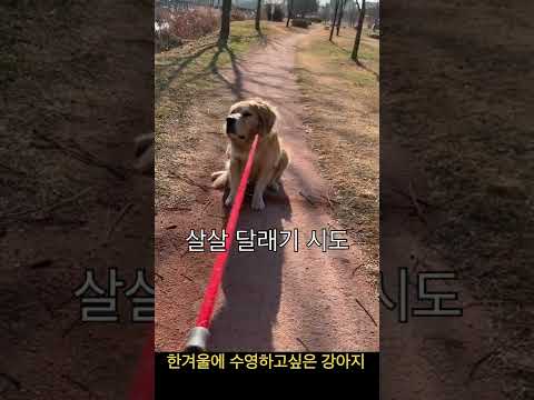 한겨울에 수영하고싶은 강아지