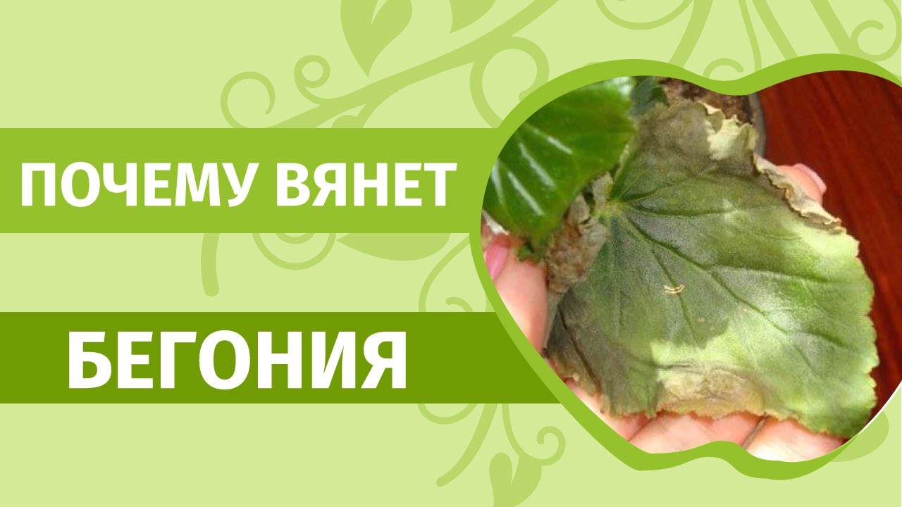 Почему вянут кончики листьев у бегонии. Как избежать ошибок при посадке и уходе за бегонией.