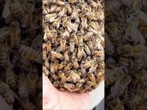 las abejas no derriban arboles ni desvisten montañas para construir