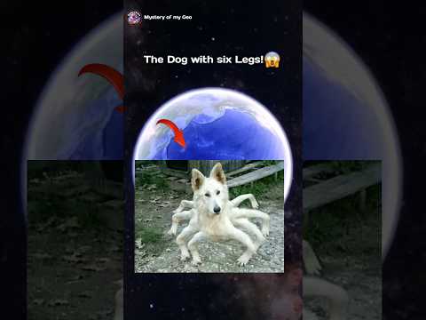 I Found The Dog With Six Legs On Google Earth! ?? #shorts #googleearth