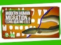 Human Evolution and Electric Eels