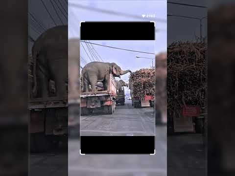 அர்னால்டு! உனக்கு வந்த அதிர்ஷ்டமா? 🐘🍬😂