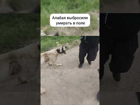 Вот такая тяжелая история.Приютить, пишите в Ватсап Екатерине +7 920 759-59-19 🙏 https://t.me/kotiza
